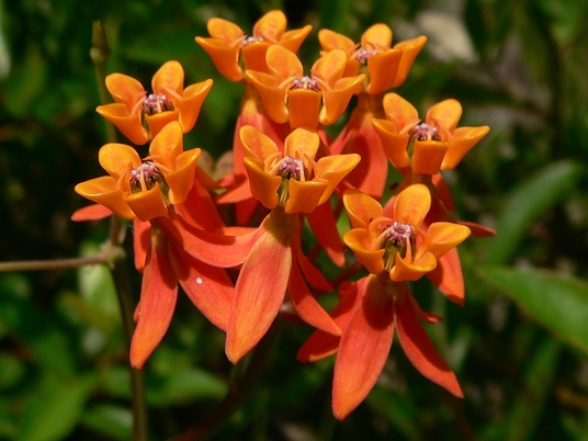 {Asclepias lanceolata}